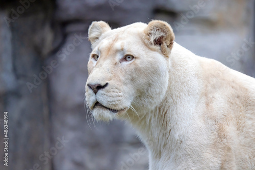 white fur Lioness  Panthera Leo