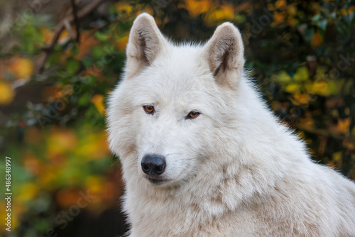 white wolf  Hudson Bay wolf  Canis lupus hudsonicus