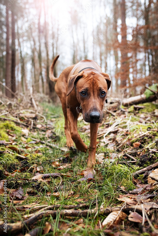Rhodesian Ridgeback läuft durch den Wald. Hund im Wald