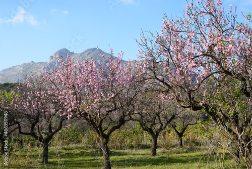 Blühender Mandelbaum in Spanien