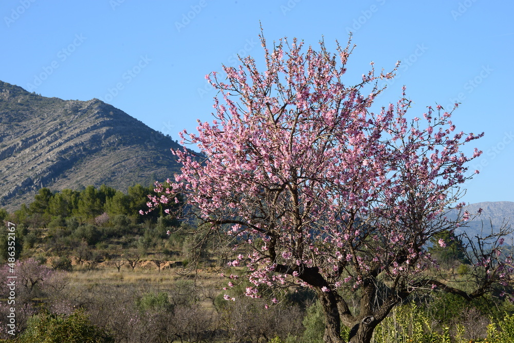 Spanischer Mandelbaum in voller Blüte
Spanischer Mandelbaum in voller Blüte