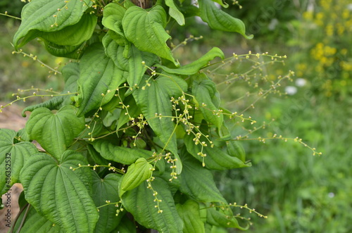 Barbasco or Dioscorea composita plant in the garden.