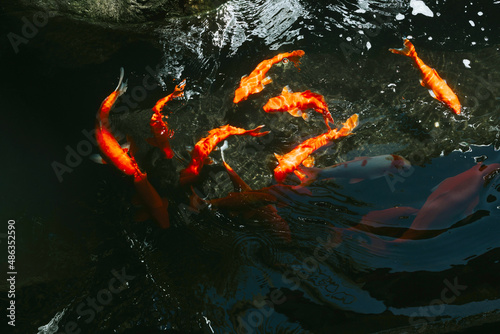 abstract background blurred in motion red carp koi fish in pond near spa area in hotel