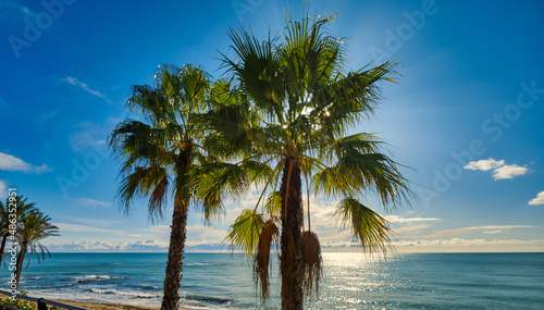 Lush palm trees and Mediterranean Sea. Benalmadena. Malaga, Spain