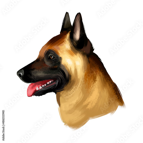 Belgian Malinois, Mechelaar, Mechelse Herder herding breed dog digital art illustration isolated on white background. Belgian origin working dog. Cute pet hand drawn portrait. Graphic clip art design photo