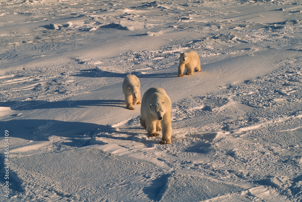 Fototapeta premium Polar bear and cubs in Canadian Arctic