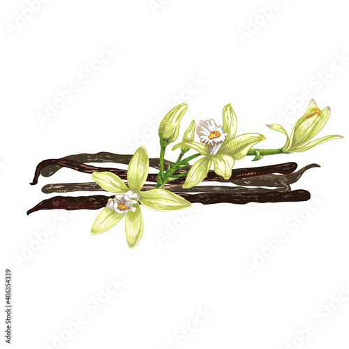 twig, vanilla flower with dried vanilla sticks_twig, vanilla flower with dried vanilla sticks, realistic cooking seasonings, aromatic seasoning ingredient for cooking and sweet pastry isolated on whit