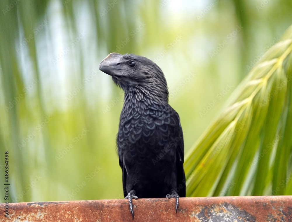 Obraz premium The smooth-billed ani (Crotophaga ani) is a large near passerine bird in the cuckoo family. Amazon rainforest, Brazil 