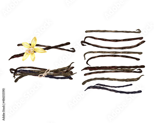 set of vanilla dry sticks_set of vanilla dry sticks, vanilla orchid fruit, flower, realistic vector illustration on a white background