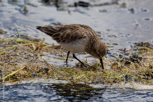 Ein Brachvogel stapft durch den matschigen Boden eines Sees und stochert mit seinem langen Schnabel nach Nahrung photo