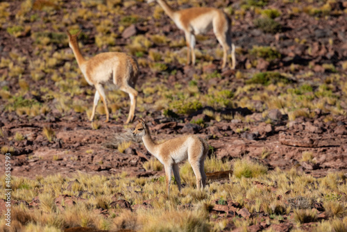 Drei Vikunjas ziehen durch die gelb grüne Graslandschaft der Atacama Wüste in Chile. photo