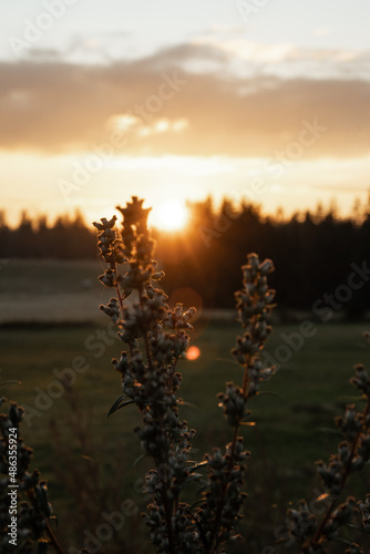 Setting sun behind the forest and flower at Sumava national park, Czech republic
