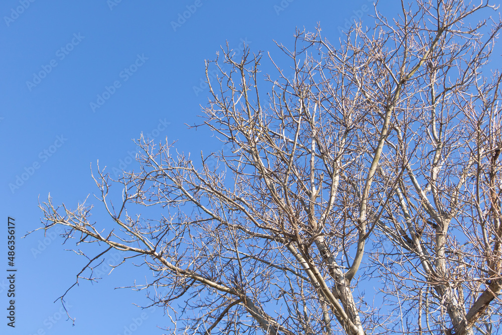 Low angle shot of bare trees in a forest on an autumn day with blue sky Low angle shot of bare trees in a forest on an autumn day with blue sky