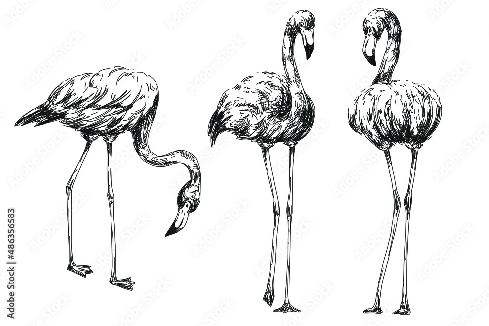 Obraz premium Vintage sketch set of flamingo birds. Vector illustration.