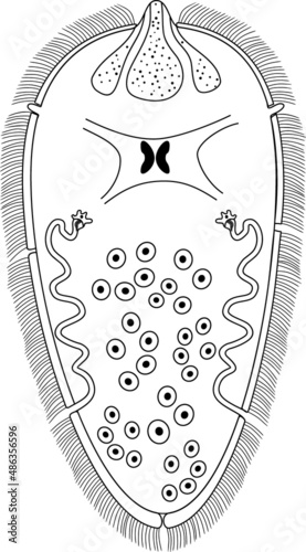 Coloring page with Miracidium of Sheep liver fluke (Fasciola hepatica) isolated on white background