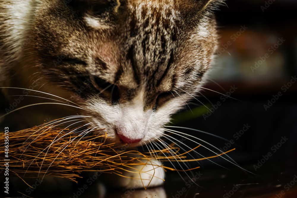 cat tasting dry grass, gray and white cat, cat exploring new