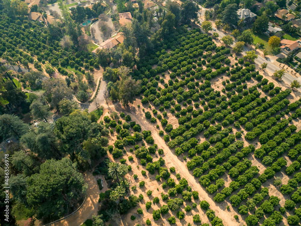 Obraz premium Bird's-eye view of orange grove