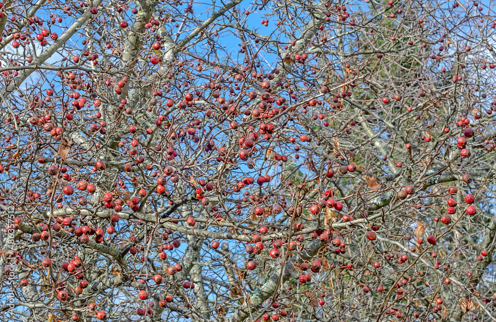 hawthorn fruit without leaves sky hawthorn fruit without leaves sky