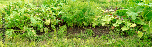 vegetables vegetable garden panorama