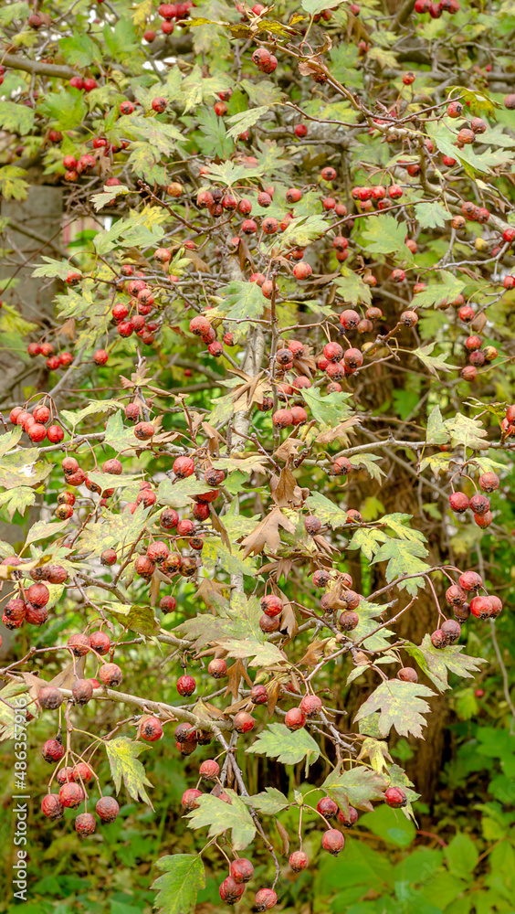 hawthorn berries leaves vertically