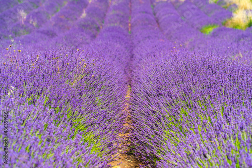 Saint-R  my-de-Provence  Provence-Alpes-C  te d Azur - France - July 10 2021  Lavender fields at the Monastery of Saint-Paul de Mausole  Saint-R  my.