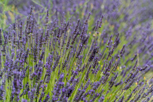  Saint-R  my-de-Provence  Provence-Alpes-C  te d Azur - France - July 10 2021  Lavender fields at the Monastery of Saint-Paul de Mausole  Saint-R  my.