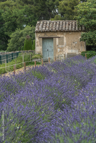 Saint-Rémy-de-Provence, Provence-Alpes-Côte d'Azur - France - July 10 2021: Small cottage in the middle of lavender fields and a beautiful forest.