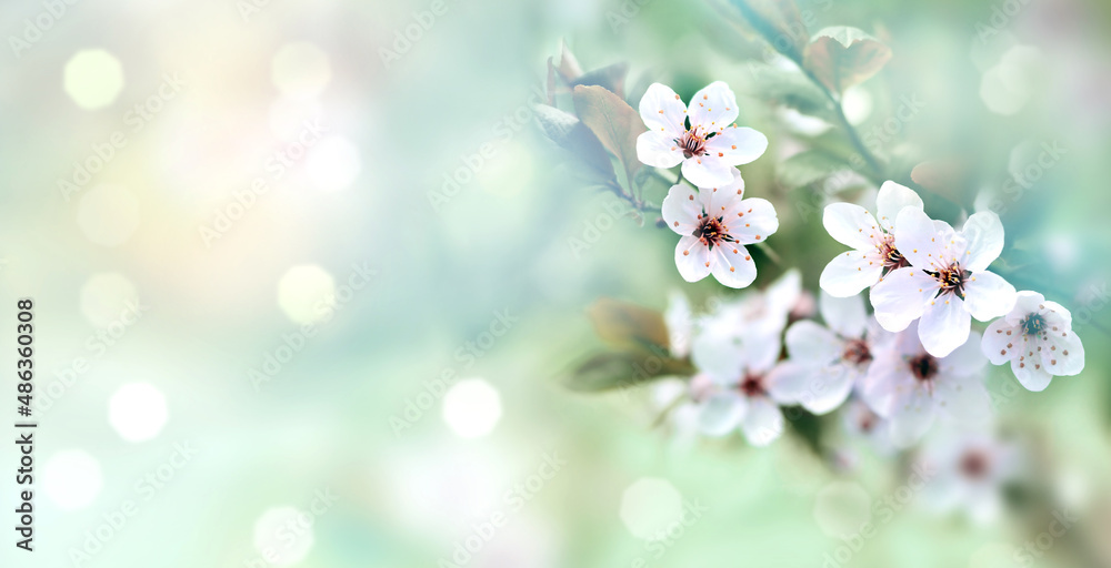 Flowering branches on a color blurry background.