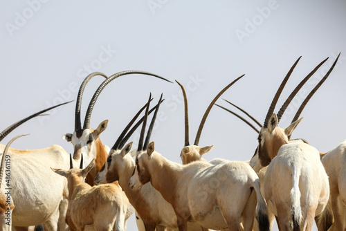 arabian oryx in the desert. High quality photo photo