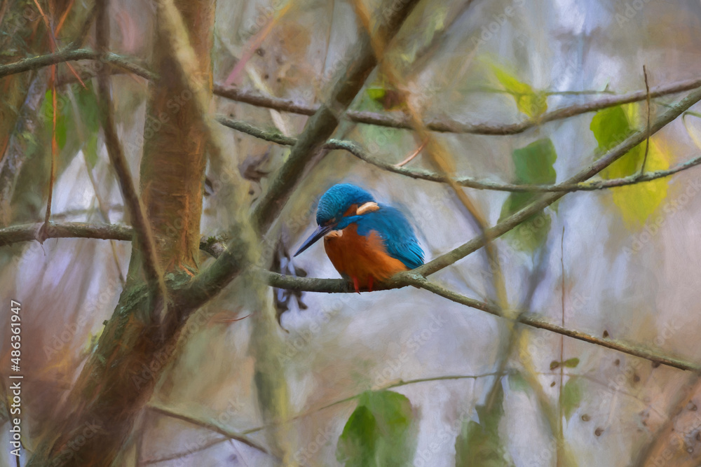Obraz premium A common Eurasian kingfisher, Alcedo atthis perched by a pond.