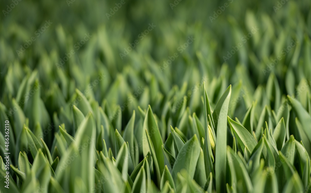 Fototapeta premium flowers in the development stage, green tulips,