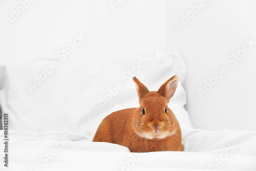 Cute red decorative rabbit bunny lying on white blanket, bed in modern interior,looking at camera. Smart adorable pet,domestic animal, relaxing ,having rest indoors.Copy space