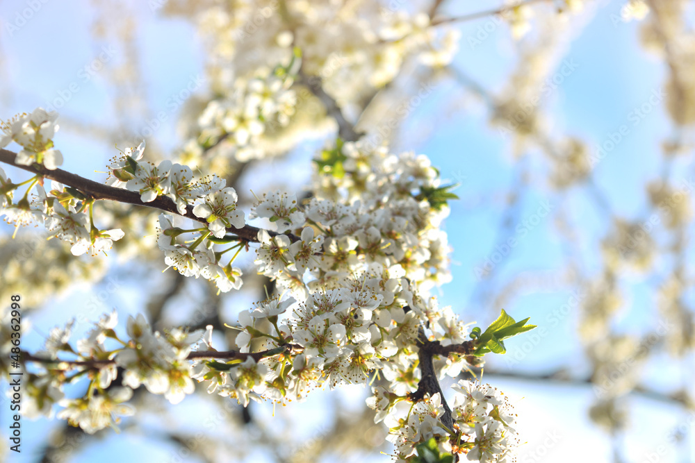 Spring flowering background. Beautiful nature scene with a flowering tree and sun flares. Sunny day. Spring flowers. Beautiful garden. Abstract blurred background. In the spring Spring flowering background. Beautiful nature scene with a flowering tree and sun flares. Sunny day. Spring flowers. Beautiful garden. Abstract blurred background. In the spring