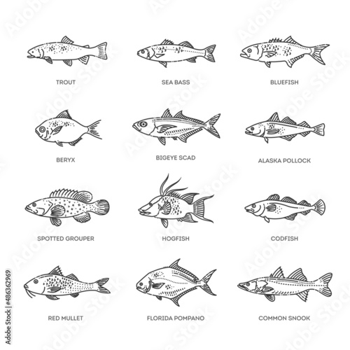 Saltwater fish set. Types marine and ocean fish