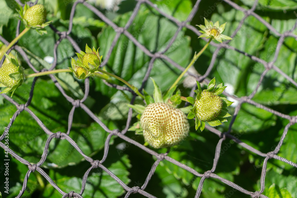 Little strawberries ripening in a vegetable garden Little strawberries ripening in a vegetable garden