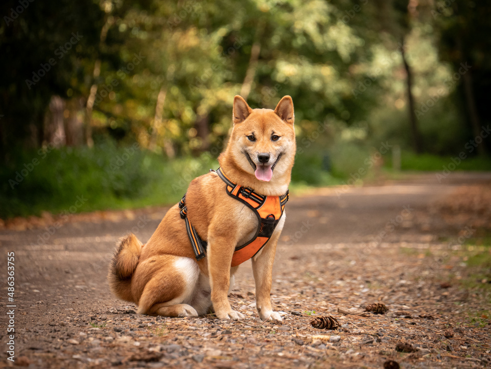 Smiling Shiba Inu dog sitting on forest path