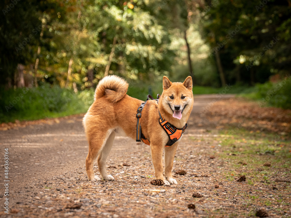 Smiling Shiba Inu dog standing on forest path
