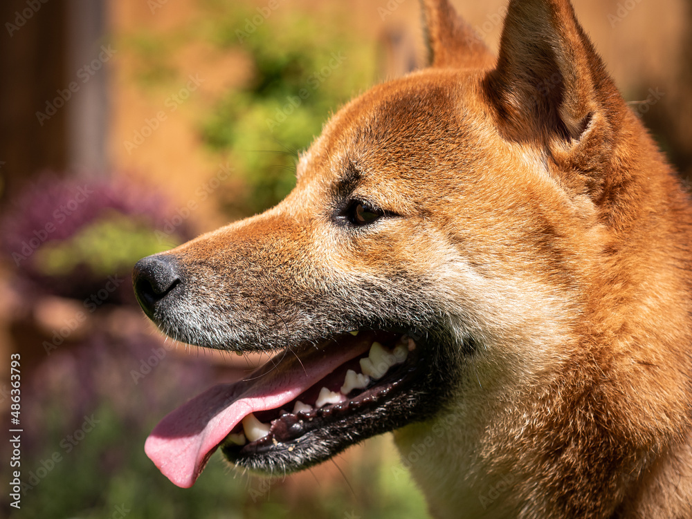 Side view of Shiba Inu dog face in sunny garden