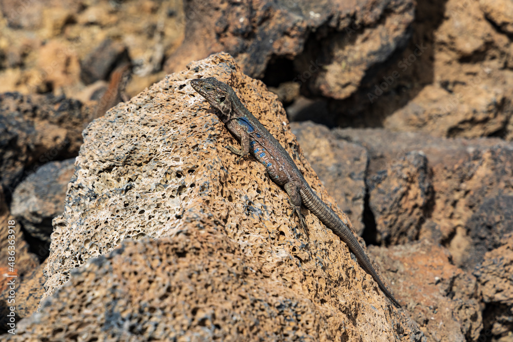 Male Tenerife wall lizard Gallotia galloti on a rock at Teide National Park, Tenerife, Spain Male Tenerife wall lizard Gallotia galloti on a rock at Teide National Park, Tenerife, Spain
