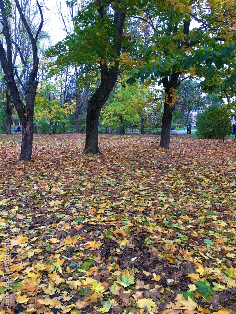 autumn in the park autumn in the park