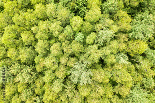 Top down aerial view of green summer forest with canopies of many fresh trees