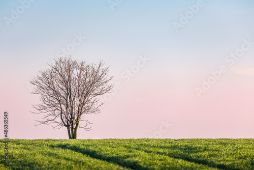 Lonely tree in field