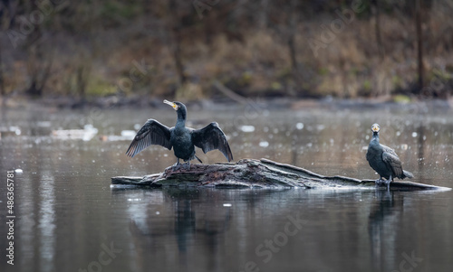 On a winter day, two cormorants sitting on a rock in the middle of lake Bärensee, Stuttgart. One cormorant with wings spread wide open, blurred background