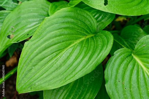 Lovely green hosta leaves with marked ribs