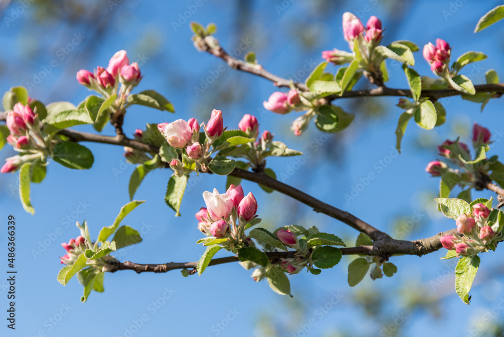 leuchtende Apfelblüten und blauer Himmel leuchtende Apfelblüten und blauer Himmel