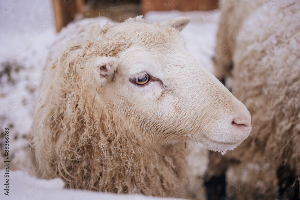 Sheep in snowy winter farm. Animal farm life. Cod snowy winter Sheep in snowy winter farm. Animal farm life. Cod snowy winter