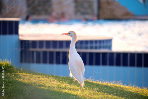 White cattle egret wild bird, also known as Bubulcus ibis walking on green lawn in summer