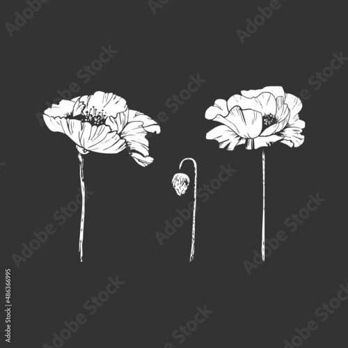 collection of poppies  white stencil_collection of poppies  flower and bud on a dark background  white stencil