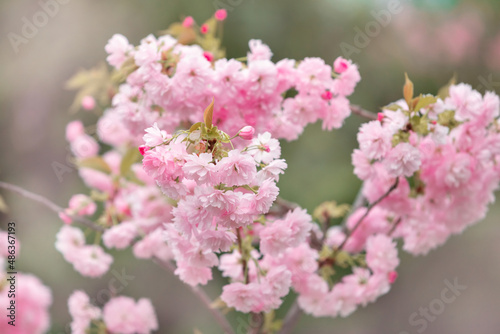Cherry blossoms close up. Nature floral background. Pink sakura flowers in spring. Seasonal wallpaper. Cherry blossom branch on blurred background. © Inna