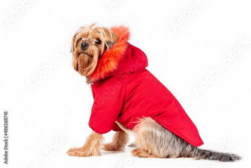 Cute yorkshire terrier in red jacket with hood sitting isolated on white background photo